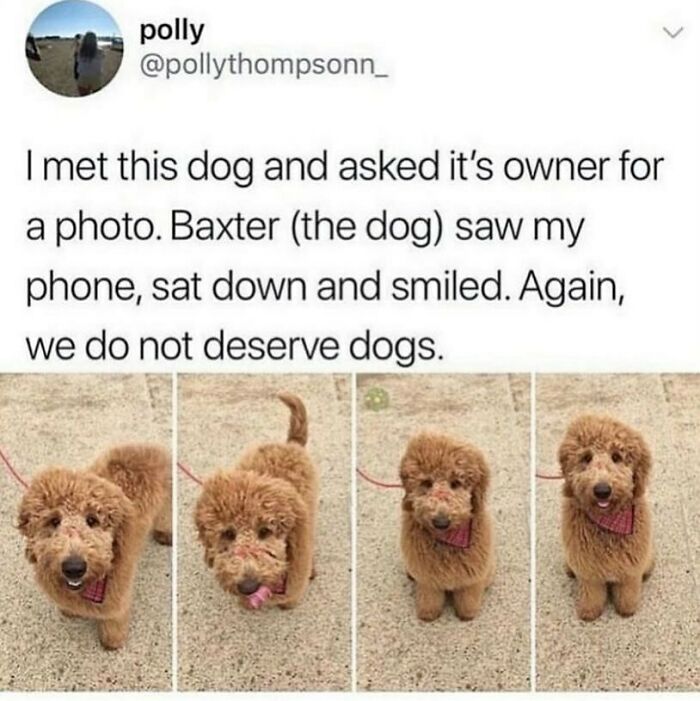 Adorable animal meme of Baxter, a fluffy brown dog, posing and smiling for a photo, highlighting dogs' charm.