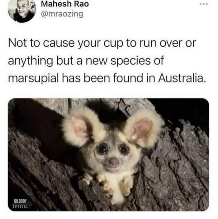 A cute new marsupial peeking from a tree trunk, an adorable animal meme from Australia.