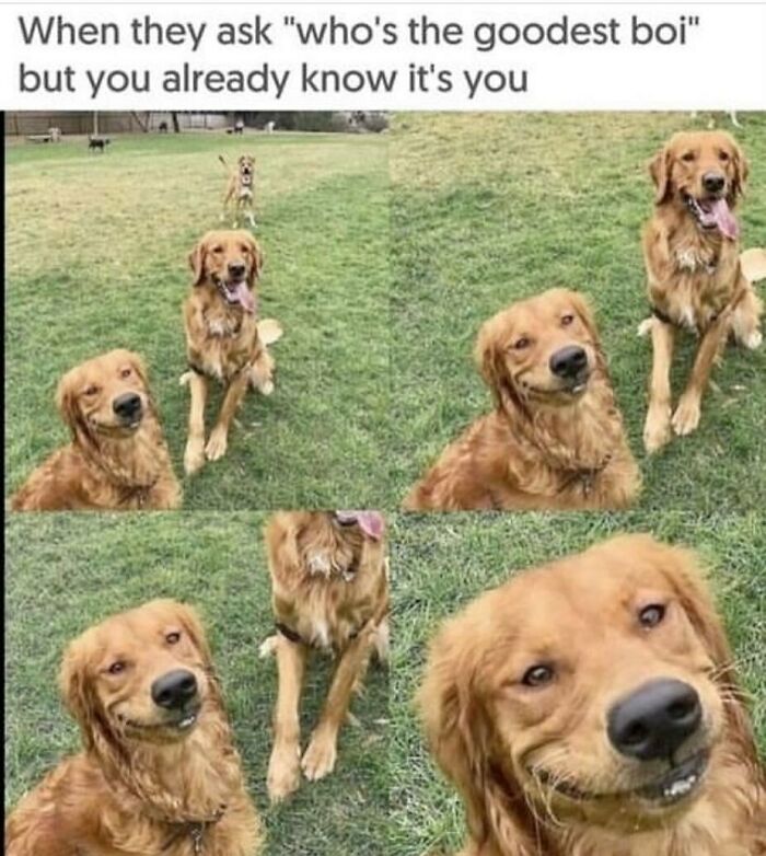An adorable animal meme of a golden retriever smiling confidently, with the text When they ask whos the goodest boi but you already know its you.
