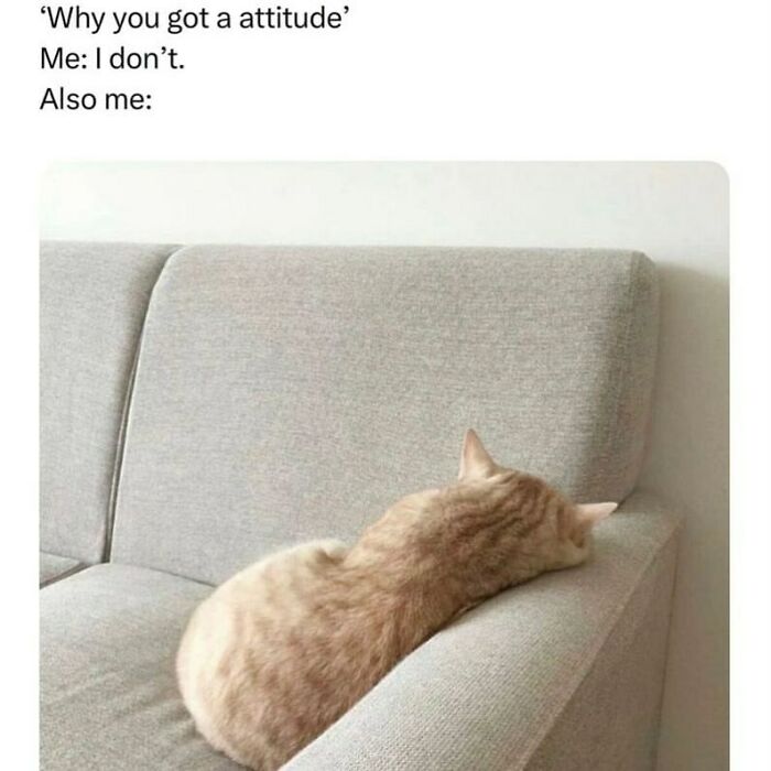 Funny animal meme of an orange cat napping on a couch, appearing to have an attitude.