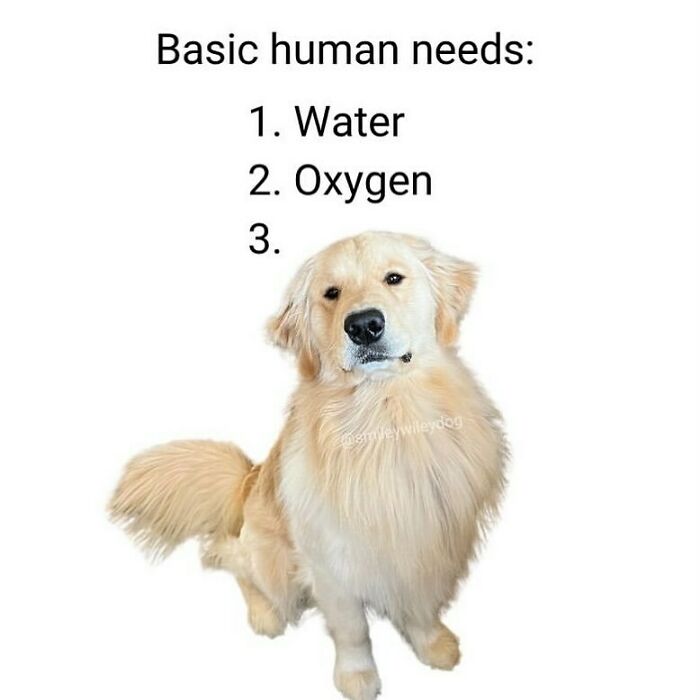 A funny animal meme featuring a golden retriever, humorously suggesting dogs are a basic human need. This adorable animal meme is a playful take on pet love.