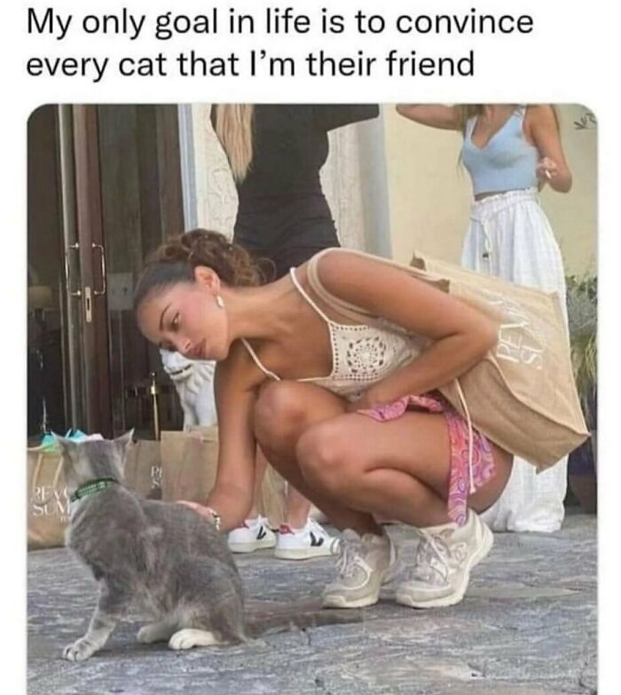 A woman crouching down to pet a grey cat, forming an adorable animal meme.