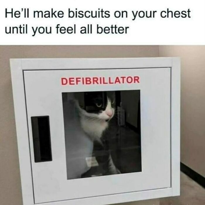 A funny animal meme featuring a black and white cat inside a defibrillator box, with the caption about making biscuits on your chest.