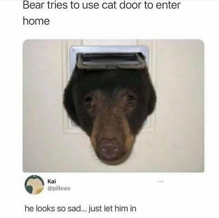Funny animal meme of a bear with its head stuck in a cat door, looking sad as it tries to enter a home.