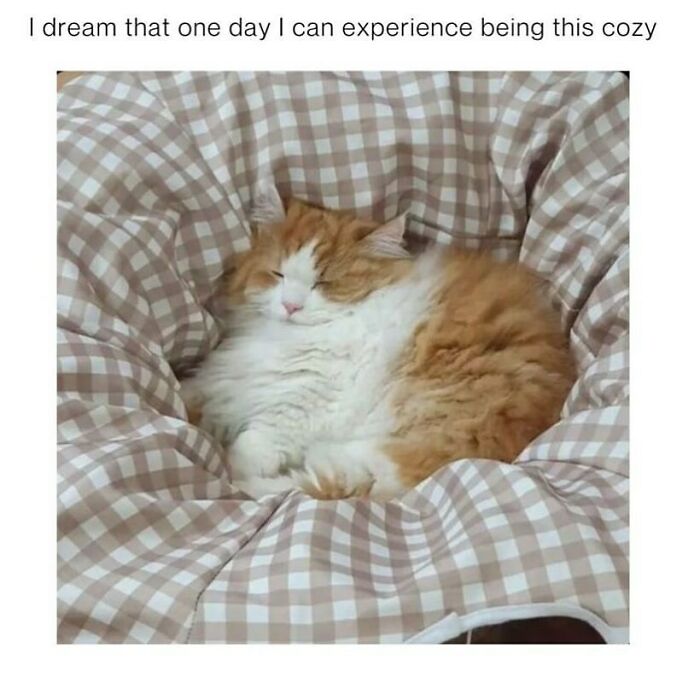 A funny and adorable animal meme of an orange and white cat sleeping soundly in a cozy, checkered bed.