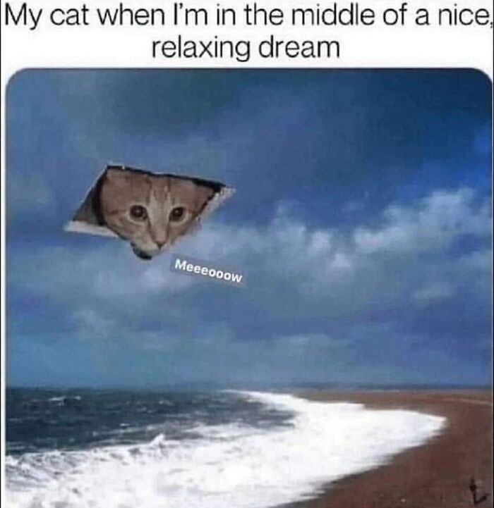 A cat's face emerging from clouds over an ocean for funny animal memes.