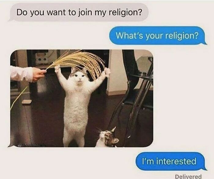 A funny animal meme showing a cat standing on its hind legs holding wheat, asking, 'Do you want to join my religion?'