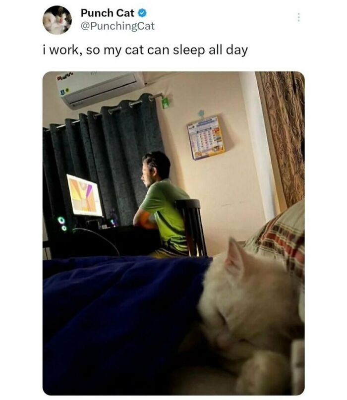 A funny animal meme with a person working at a desk while a cat sleeps soundly in the foreground.