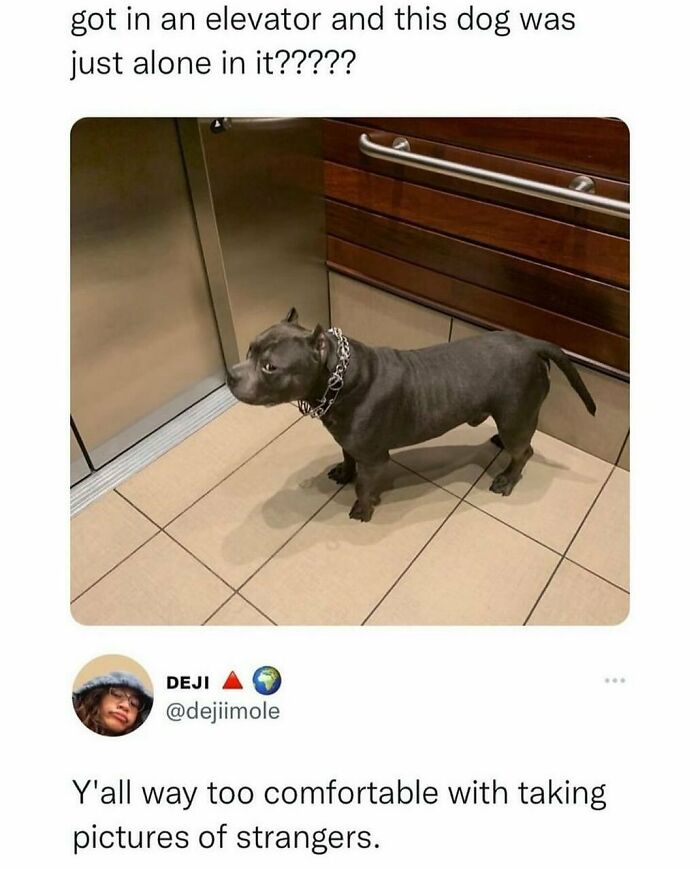 An adorable animal meme featuring a small dog in an elevator looking confused.