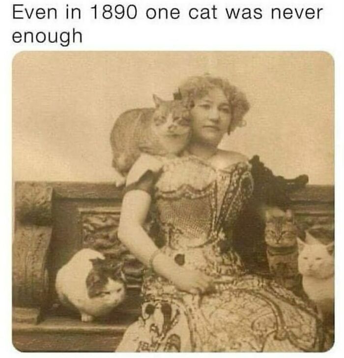 An adorable animal meme shows a vintage photo of a woman with multiple cats, a funny animal meme from the past.