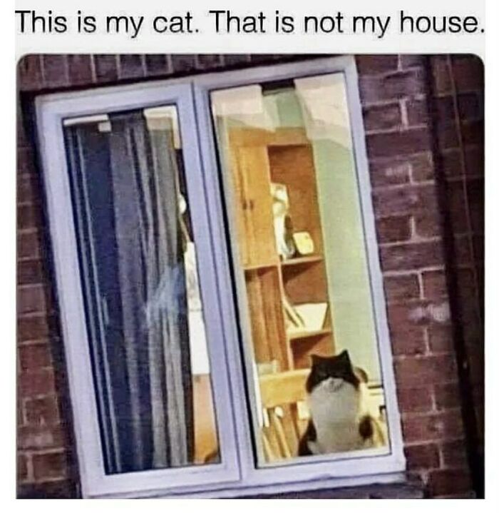 An adorable animal meme featuring a cat looking through a window with the caption, 'This is my cat. That is not my house.'