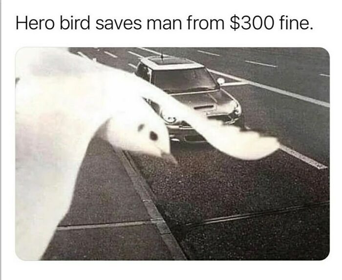 An adorable animal meme of a bird flying in front of a speed camera, blocking a car's license plate and saving the driver from a fine.