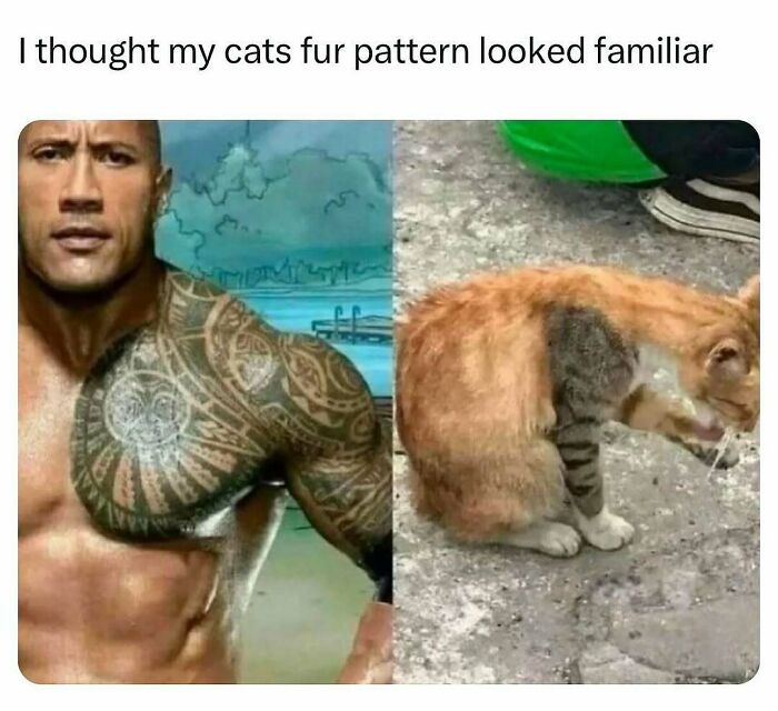 A funny animal meme comparing Dwayne The Rock Johnson's tattooed arm to an orange cat with a grey patch.