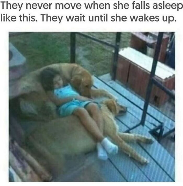 A girl sleeping soundly on two golden retriever animal memes, exemplifying funny and adorable animal comfort.