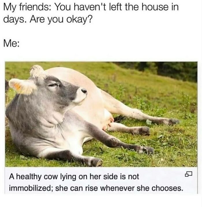 A funny animal meme showing a cow lounging in grass, accompanied by text explaining that a healthy cow can rise at will. This adorable animal meme is quite relatable.