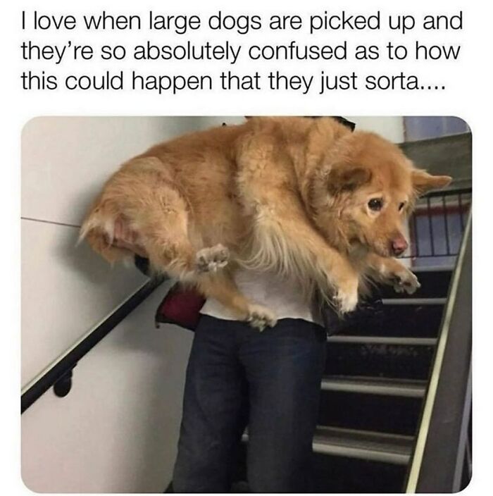 An adorable animal meme showing a person carrying a large, confused-looking golden retriever up a flight of stairs.