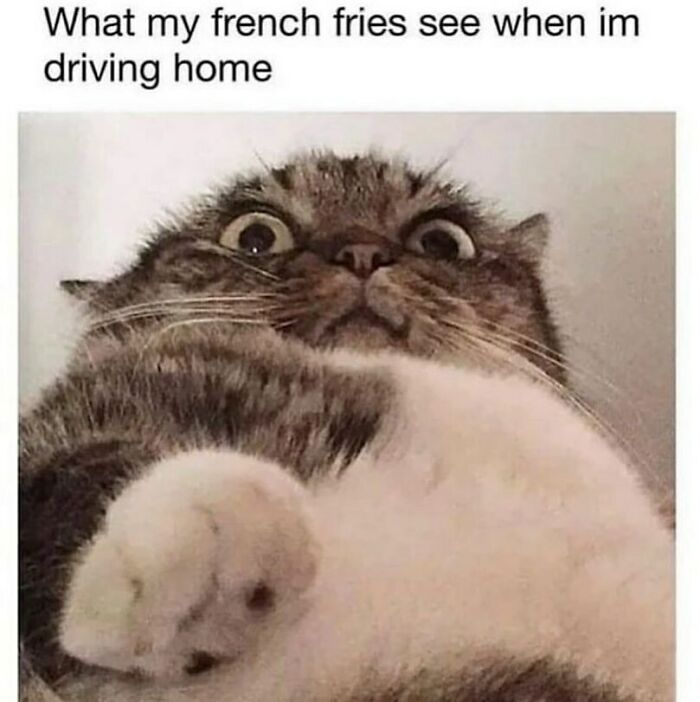 A fluffy cat with wide, startled eyes, looking up, for funny animal memes.