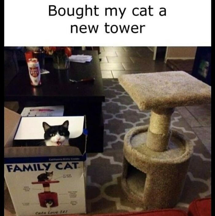 A funny animal meme showing a cat in a box ignoring its new tower, an adorable animal meme.