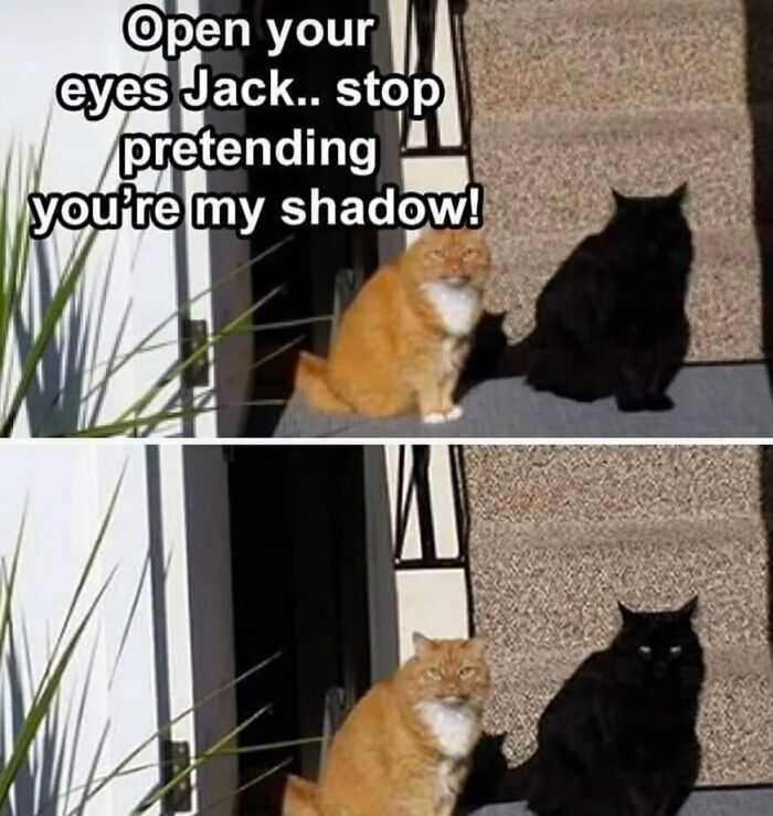 An adorable animal meme with a ginger cat and a black cat, where the black cat is pretending to be a shadow.
