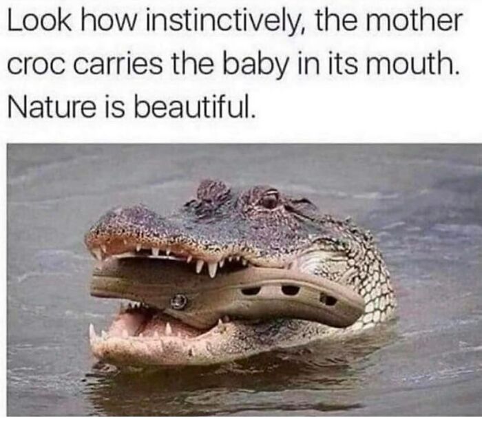 A funny animal meme of a crocodile holding a Croc shoe in its mouth with the caption, 'Look how instinctively, the mother croc carries the baby in its mouth. Nature is beautiful.'