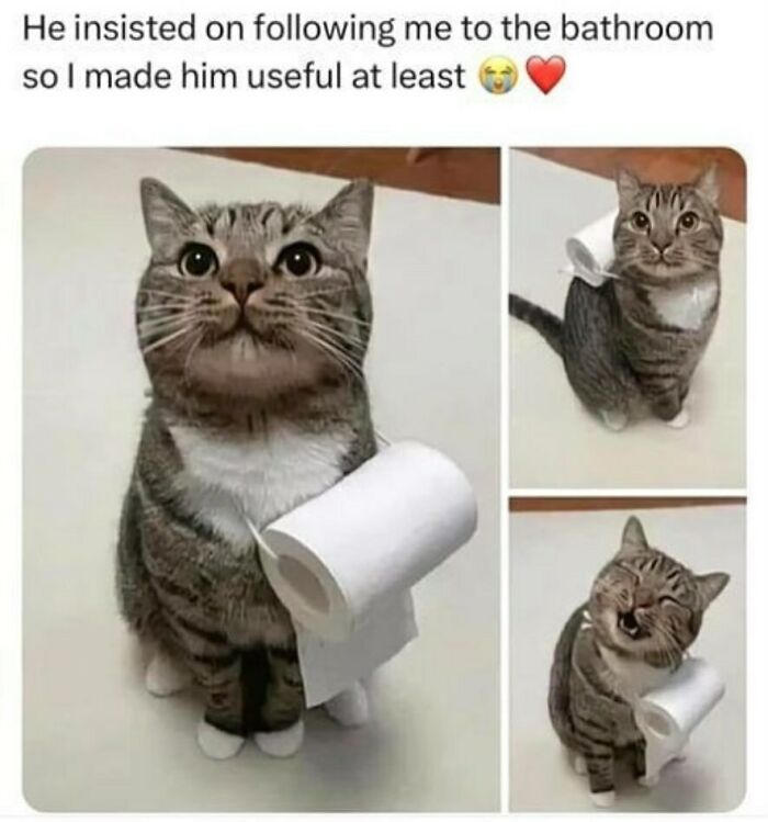 A tabby cat holding a roll of toilet paper, a funny animal meme.