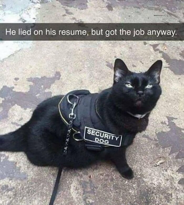 A black cat wearing a SECURITY DOG vest in a funny animal meme, illustrating animal memes.