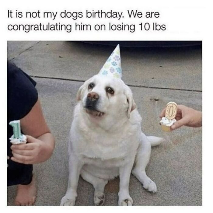 Funny animal meme of a dog wearing a party hat, looking sad about losing 10 lbs, next to people holding cupcakes.