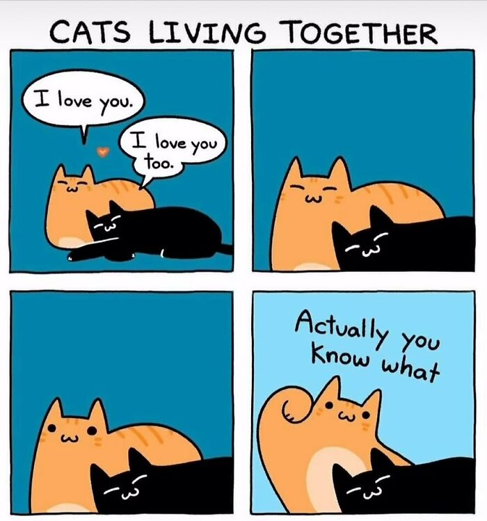 A funny animal meme featuring two cats expressing love and then showing a humorous shift in mood. This adorable meme captures funny animal interactions.