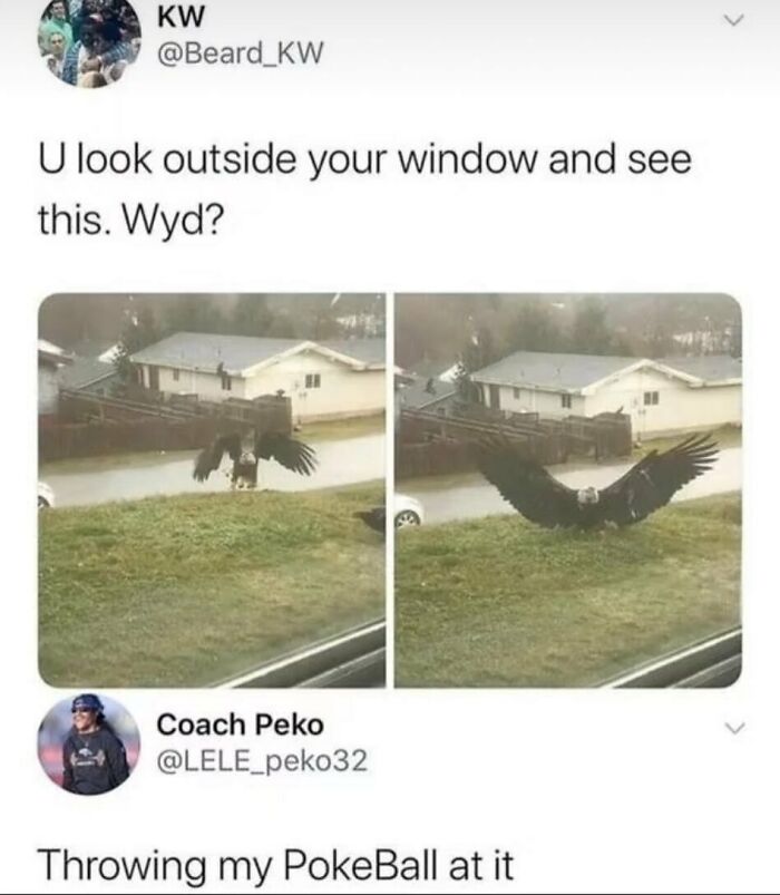 A funny animal meme showing a giant bird with wide wings on a lawn, accompanied by a tweet asking 'U look outside your window and see this. Wyd?' with a reply 'Throwing my PokeBall at it'.