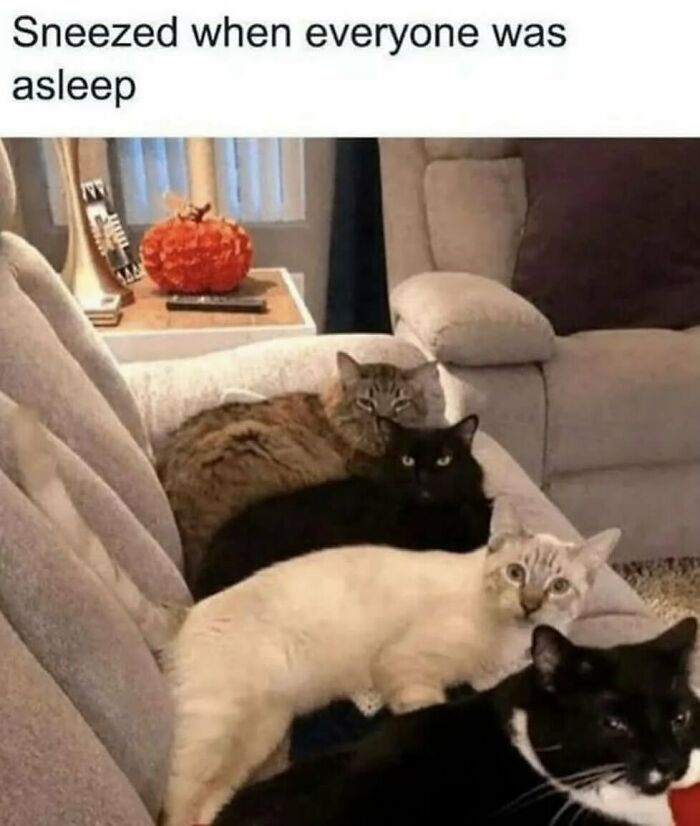 Funny animal meme showing multiple cats on a couch, all staring intently at something off-screen after someone sneezed.