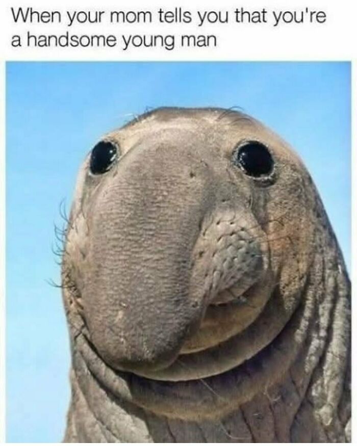 An adorable animal meme featuring a seal with a funny expression, a humorous animal meme.