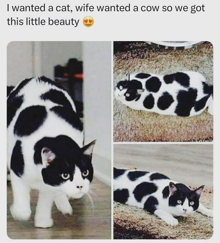 A funny and adorable animal meme showcasing a black and white cow-spotted cat, walking and lying down.