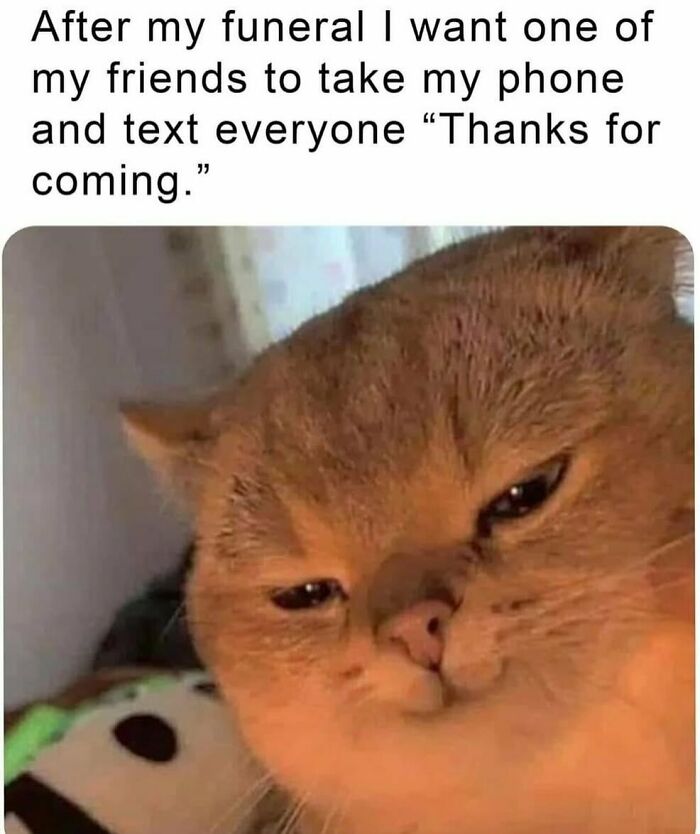 A funny animal meme featuring a smug-looking cat with the text After my funeral I want one of my friends to take my phone and text everyone Thanks for coming.