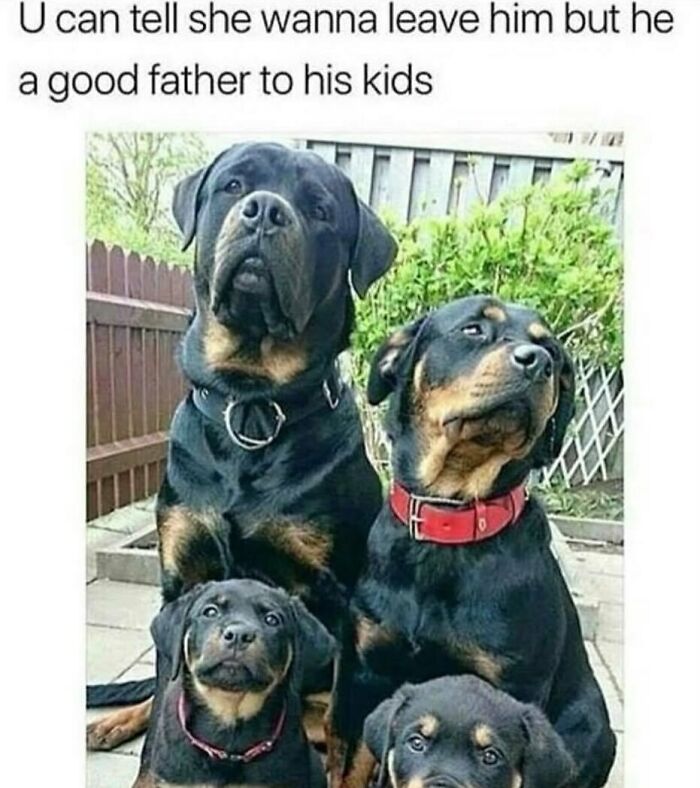 Adorable animal meme featuring a family of Rottweilers with a funny caption about parental dynamics.