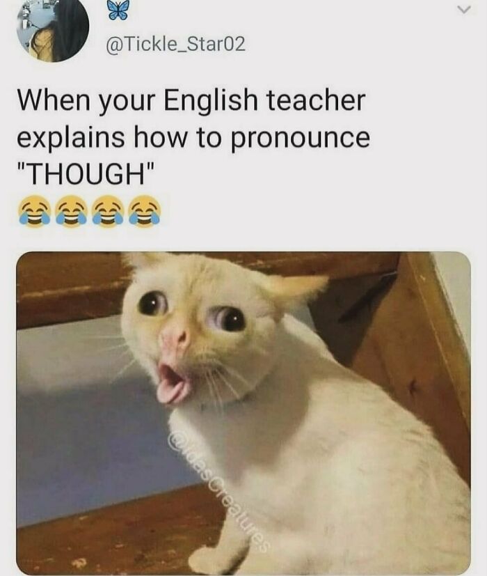 A funny animal meme showing a cat with a shocked expression, mouth agape, eyes wide.