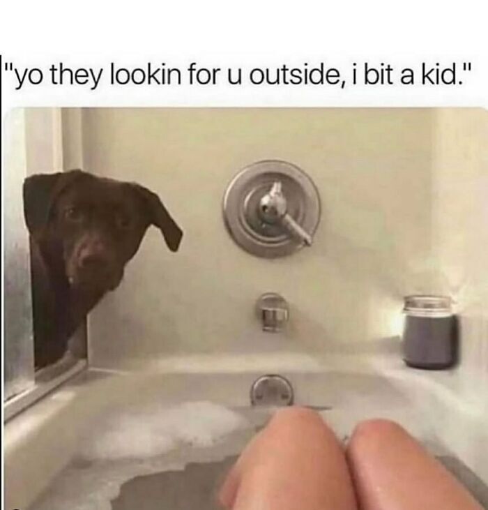 A funny animal meme depicts a dog peeking into a bathtub, making for an adorable and humorous animal meme.