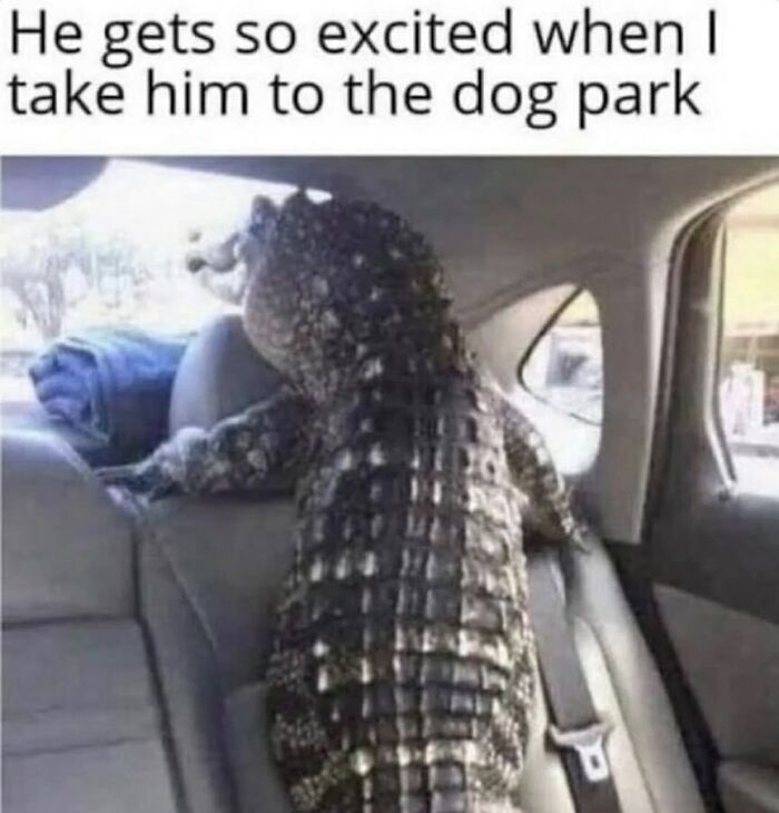 A funny animal meme showing an alligator in the back seat of a car looking out the window.