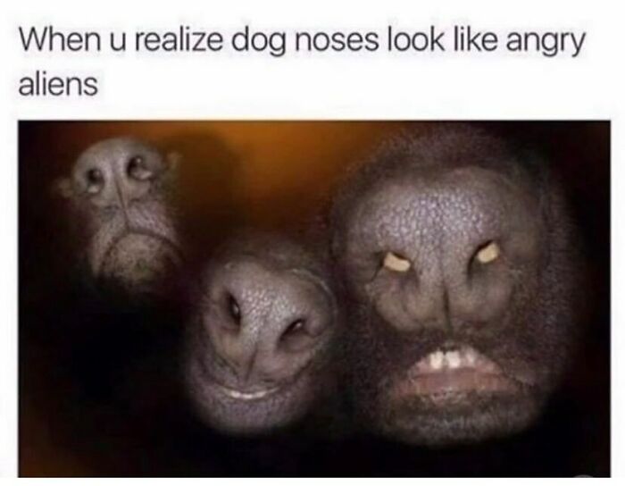 A funny animal meme showing three dog noses Photoshopped to look like angry alien faces.