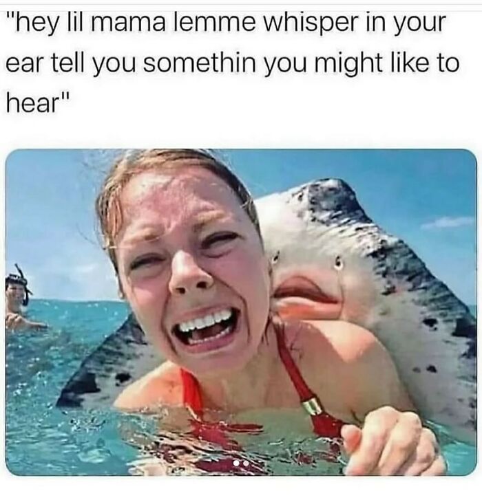 A funny animal meme showing a stingray appearing to whisper in a screaming woman's ear underwater, an adorable moment.