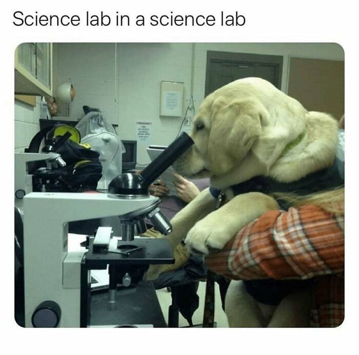A funny animal meme showing a golden retriever looking into a microscope in a science lab.