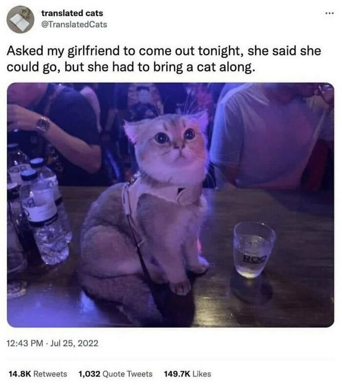 An adorable animal meme shows a cat at a bar, sitting beside a glass, part of a funny animal meme collection.