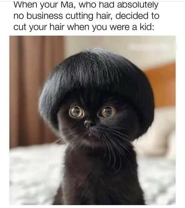 A black kitten with a bowl haircut, creating a funny and adorable animal meme.