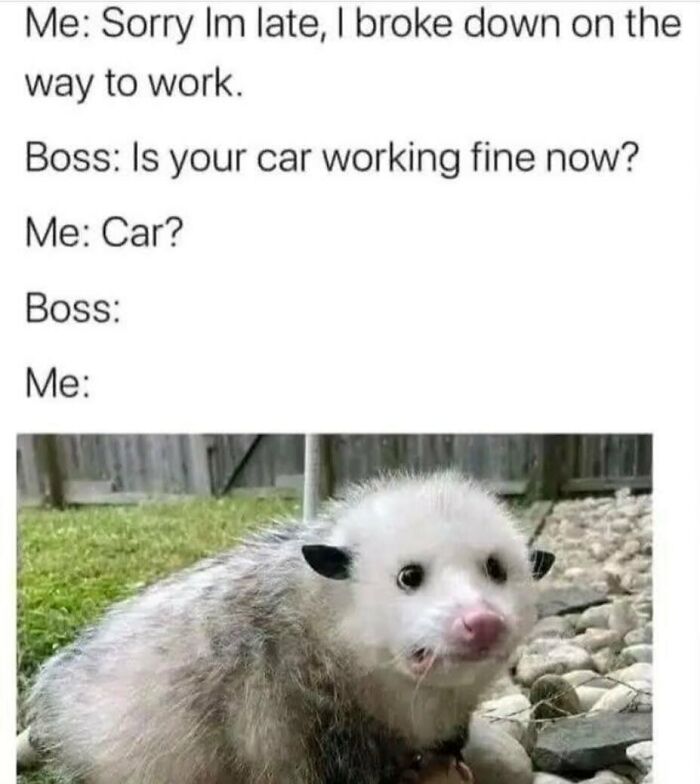 An adorable animal meme featuring a surprised opossum with text about breaking down on the way to work.