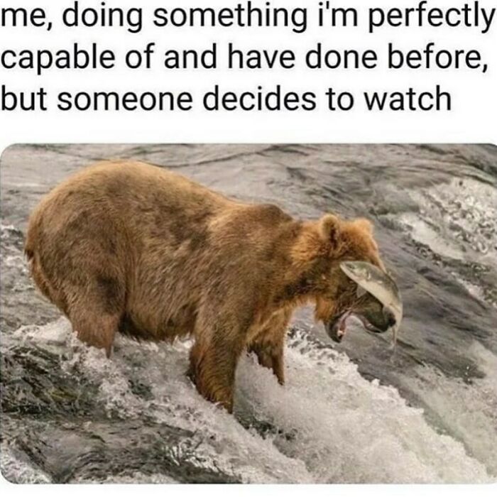 A funny animal meme of a bear awkwardly holding a fish in its mouth, an adorable animal meme.