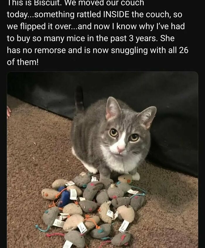 A cat sitting with a pile of toy mice on the carpet. A funny and adorable animal meme.