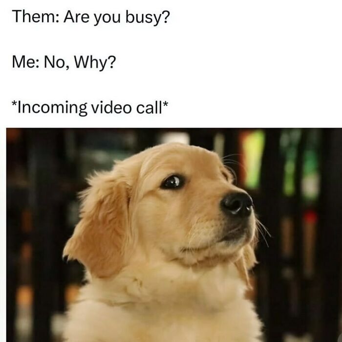 Adorable animal meme of a golden retriever dog looking surprised at an incoming video call.