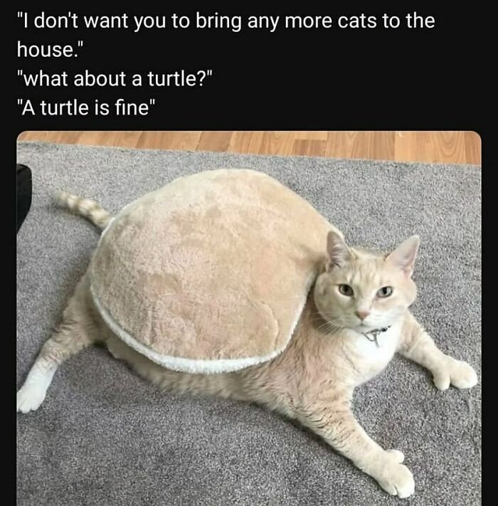 A funny and adorable animal meme of a cream-colored cat wearing a turtle shell costume, lying on a rug.