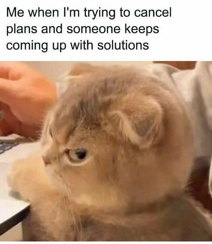 A light brown Scottish Fold cat with a grumpy expression, looking away, for funny animal memes.
