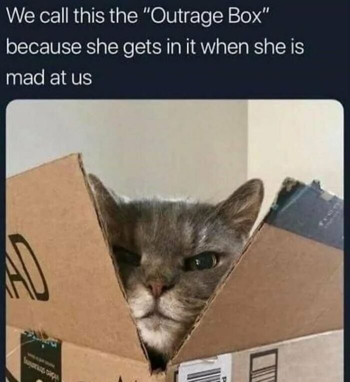 Funny animal meme of a cat peering from an open cardboard box, nicknamed the Outrage Box, looking mad.