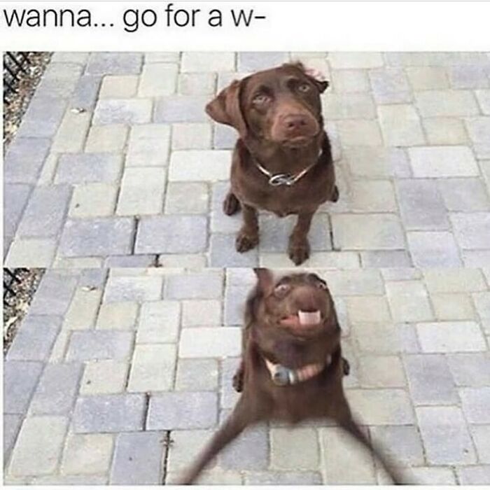 A funny animal meme depicting a brown dog's ecstatic reaction to the word walk.